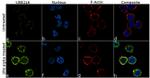 UBE2L6 Antibody