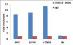 DDX1 Antibody