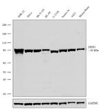 DDX1 Antibody in Western Blot (WB)