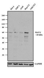 MAVS Antibody in Western Blot (WB)