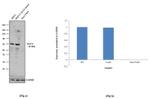 MAVS Antibody in Western Blot (WB)