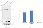 TBK1 Antibody in Western Blot (WB)