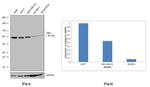 TBK1 Antibody