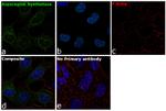 Asparagine Synthetase Antibody in Immunocytochemistry (ICC/IF)