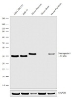 NeuroG3 Antibody