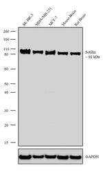 Sortilin Antibody in Western Blot (WB)