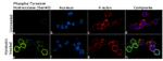 Phospho-Tyrosine Hydroxylase (Ser40) Antibody