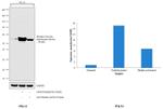 Phospho-Tyrosine Hydroxylase (Ser40) Antibody