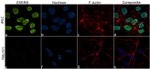 ESRRB Antibody in Immunocytochemistry (ICC/IF)