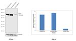 CRM1 Antibody in Western Blot (WB)