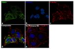 PAK2 Antibody in Immunocytochemistry (ICC/IF)