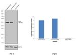 PAK2 Antibody in Western Blot (WB)