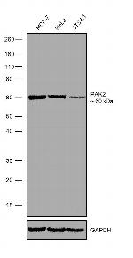 PAK2 Antibody in Western Blot (WB)