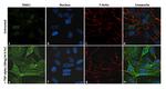 TRAF1 Antibody in Immunocytochemistry (ICC/IF)