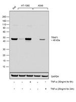 TRAF1 Antibody in Western Blot (WB)