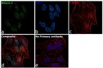 Ataxin 1 Antibody in Immunocytochemistry (ICC/IF)