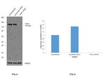 PUM1 Antibody in Western Blot (WB)