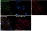 Transthyretin Antibody in Immunocytochemistry (ICC/IF)