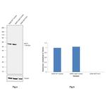 AKT3 Antibody