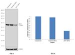 AKT3 Antibody in Western Blot (WB)