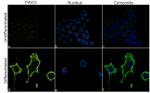 TYRO3 Antibody in Immunocytochemistry (ICC/IF)