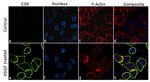 CSK Antibody in Immunocytochemistry (ICC/IF)