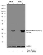 Phospho-HSP27 (Ser15) Antibody in Western Blot (WB)