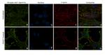 Phospho-AKT1 (Ser473) Antibody in Immunocytochemistry (ICC/IF)