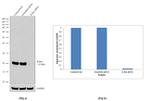 K-Ras Antibody in Western Blot (WB)