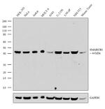 SMARCB1 Antibody in Western Blot (WB)