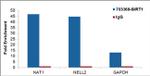 SIRT1 Antibody in ChIP Assay (ChIP)