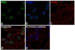 MBD1 Antibody in Immunocytochemistry (ICC/IF)