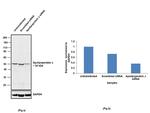 Apolipoprotein J Antibody in Western Blot (WB)