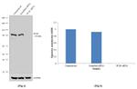 PCAF Antibody in Western Blot (WB)