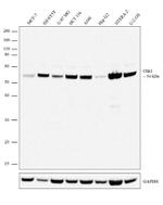 CHK1 Antibody in Western Blot (WB)