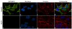 IGF2BP3 Antibody