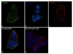 N-Ras Antibody in Immunocytochemistry (ICC/IF)