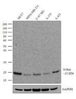 N-Ras Antibody in Western Blot (WB)