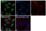 SOX10 Antibody in Immunocytochemistry (ICC/IF)