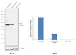 SOX10 Antibody in Western Blot (WB)