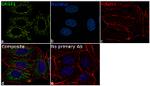 GRSF1 Antibody in Immunocytochemistry (ICC/IF)