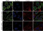 GRSF1 Antibody in Immunocytochemistry (ICC/IF)