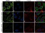 GRSF1 Antibody