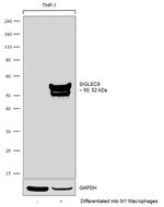 SIGLEC9 Antibody