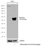 SIGLEC9 Antibody