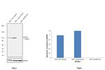 NLRP3 Antibody