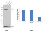 NLRP3 Antibody