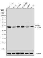 WDR5 Antibody in Western Blot (WB)