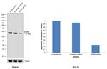 WDR5 Antibody in Western Blot (WB)