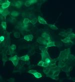 SSTR4 Antibody in Immunocytochemistry (ICC/IF)